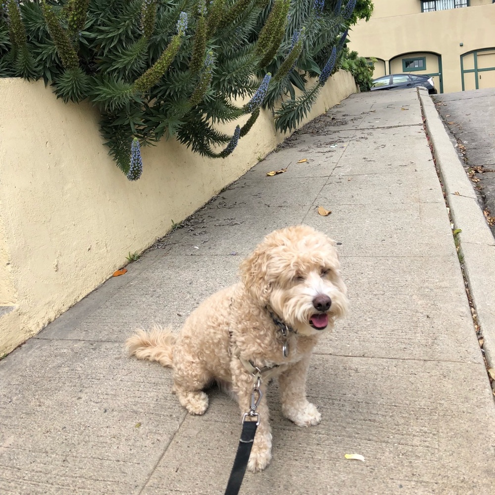 Meet your Posher, Alaina